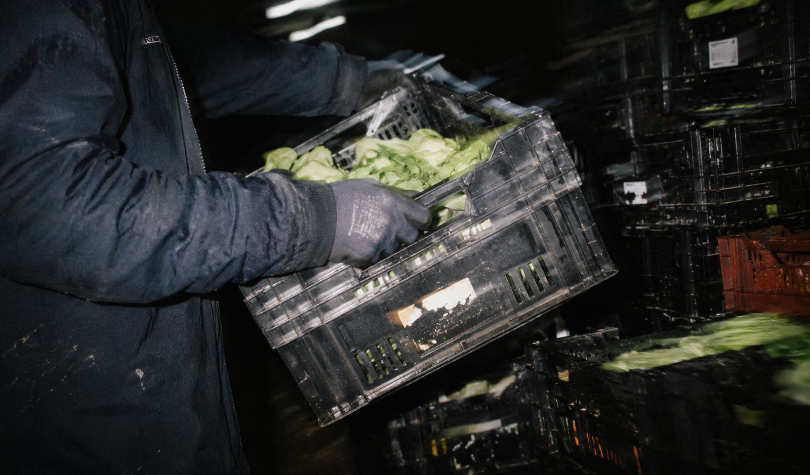 A picker carrying a crate of lettuce through a chill store